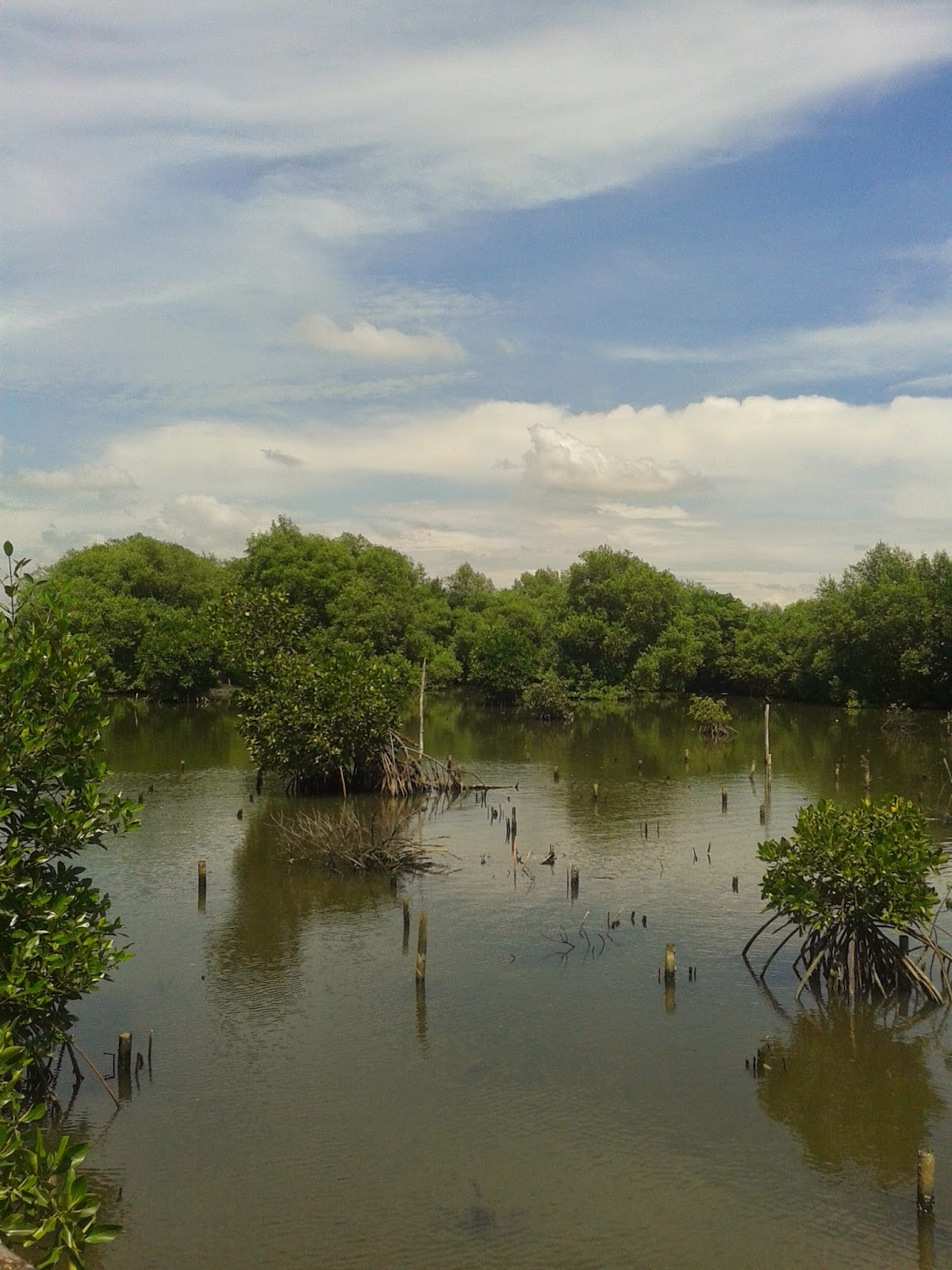 Catatan R E Taman Wisata  Alam  Mangrove Pantai Indah Kapuk 