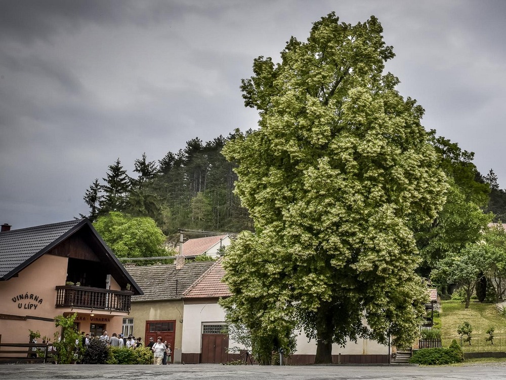 european-tree-of-the-year-4