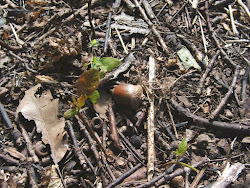 IN EVERY ACORN THERE IS AN OAK TREE