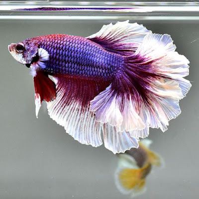 Rose Petal Betta