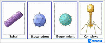 GAMBARKAN STRUKTUR TUBUH BAKTERIOFAGE DAN KETERANGANNYA