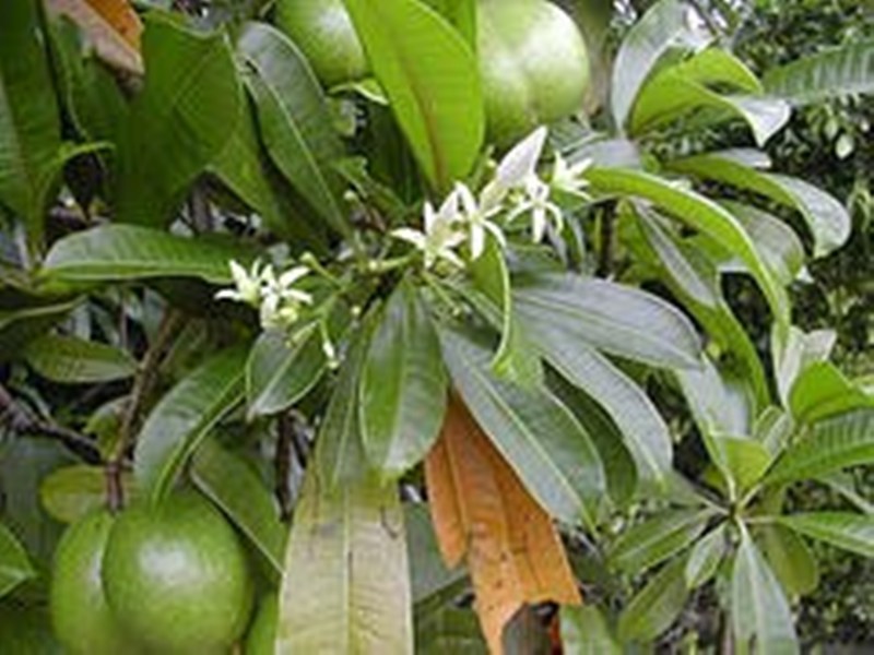 Pokok herba,bunga, ulaman dan segala jenis tumbuhan: pokok 