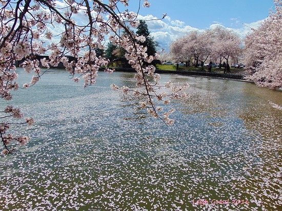 Washington DC cherry blossom peaks 2016