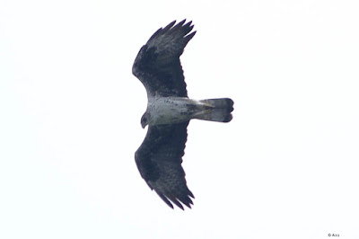 Bonelli's Eagle