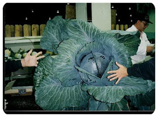 giant vegetable for vegetarian
