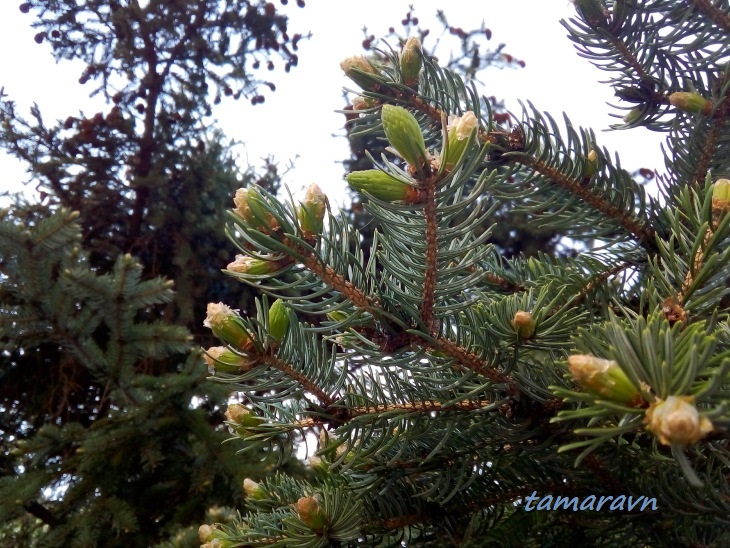 Ель аянская / Ель иезская (Picea ajanensis, =Picea jezoensis)