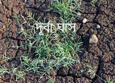 দূর্বা ঘাসের উপকারিতা - Benefits of Durba Grass 