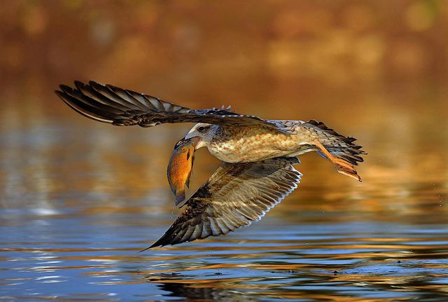 The Most amazing Animal closeup Photography