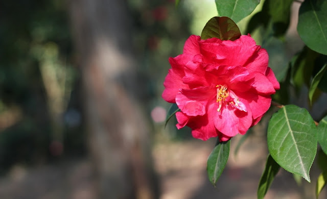 Camellia Flowers Pictures