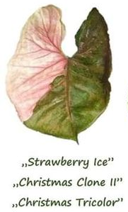 syngonium strawberry ice