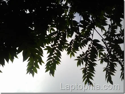 Hasil Foto Kamera Lenovo A1000