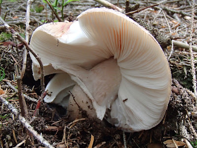 muchomor czerwieniejący Amanita rubescens