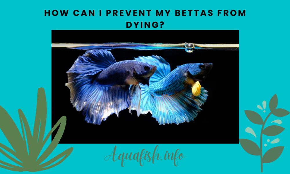 How Can I Prevent My Bettas From Dying?