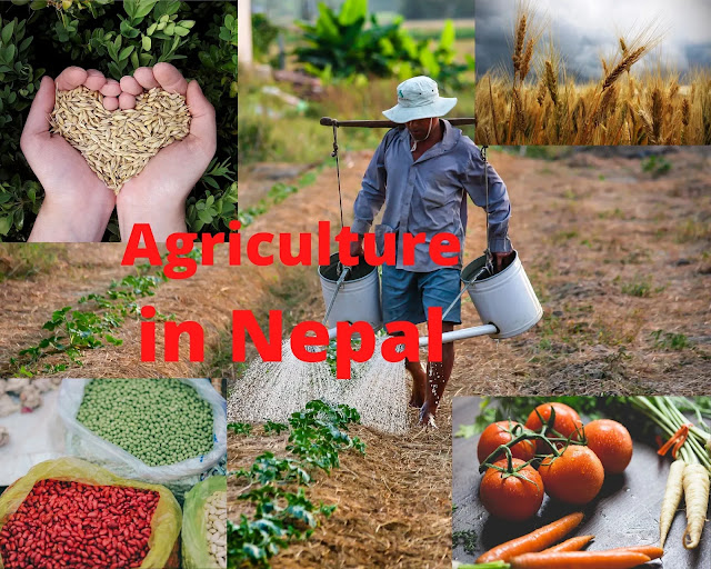 Agriculture in Nepal Essay, Essay on Agriculture in Nepal, NEB Essay, SEE Essay
