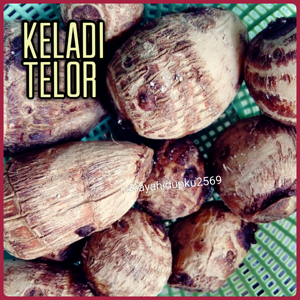 CAHAYA HIDUPKU: KELADI TELOR 😊👍 emmm dapnya :)