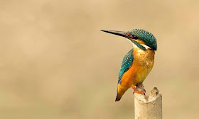 kingfisher-nice-wallpapers-images