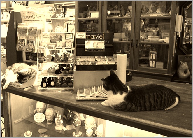 cats on counter