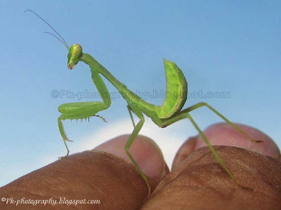 Baby Praying Mantis Picture