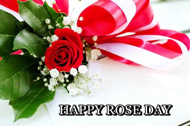 HAPPY ROSE DAY, ROSE DAY, ROSE DAY IMAGES DOWNLOAD