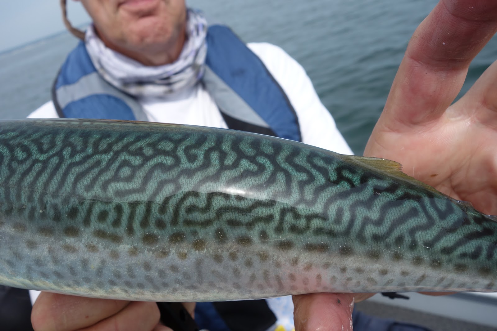 Connecticut Fly Angler: The Chub Mackerel Invasion