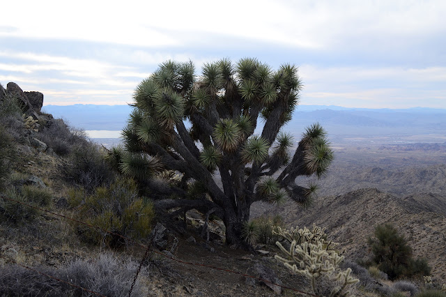 Joshua tree on the ridge and quite a big one