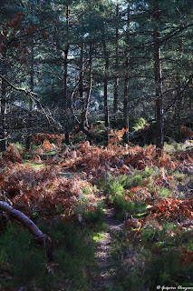 Clair-obscur forestier dans les Trois Pignons