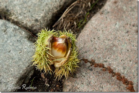 macro_20121023_glipa