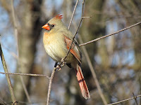 Cardinals The Bird Information