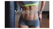 Mitochondria,history,Distribution,Morphology,size,shape,number,structure