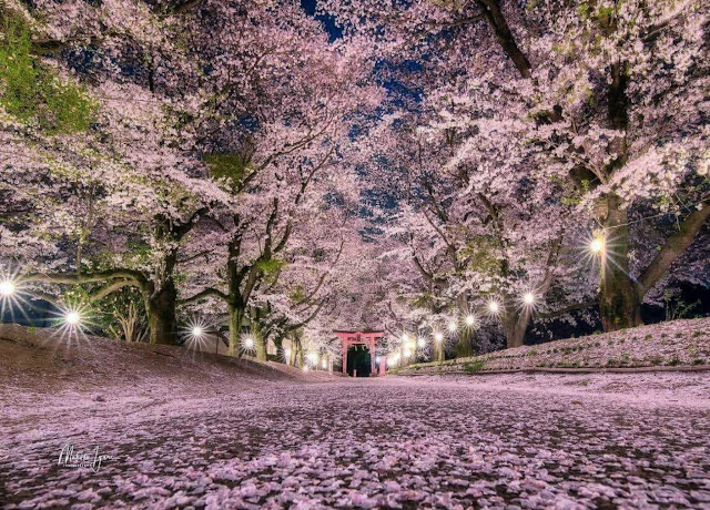 Indahnya Bunga Sakura Saat Musim Semi di Jepang