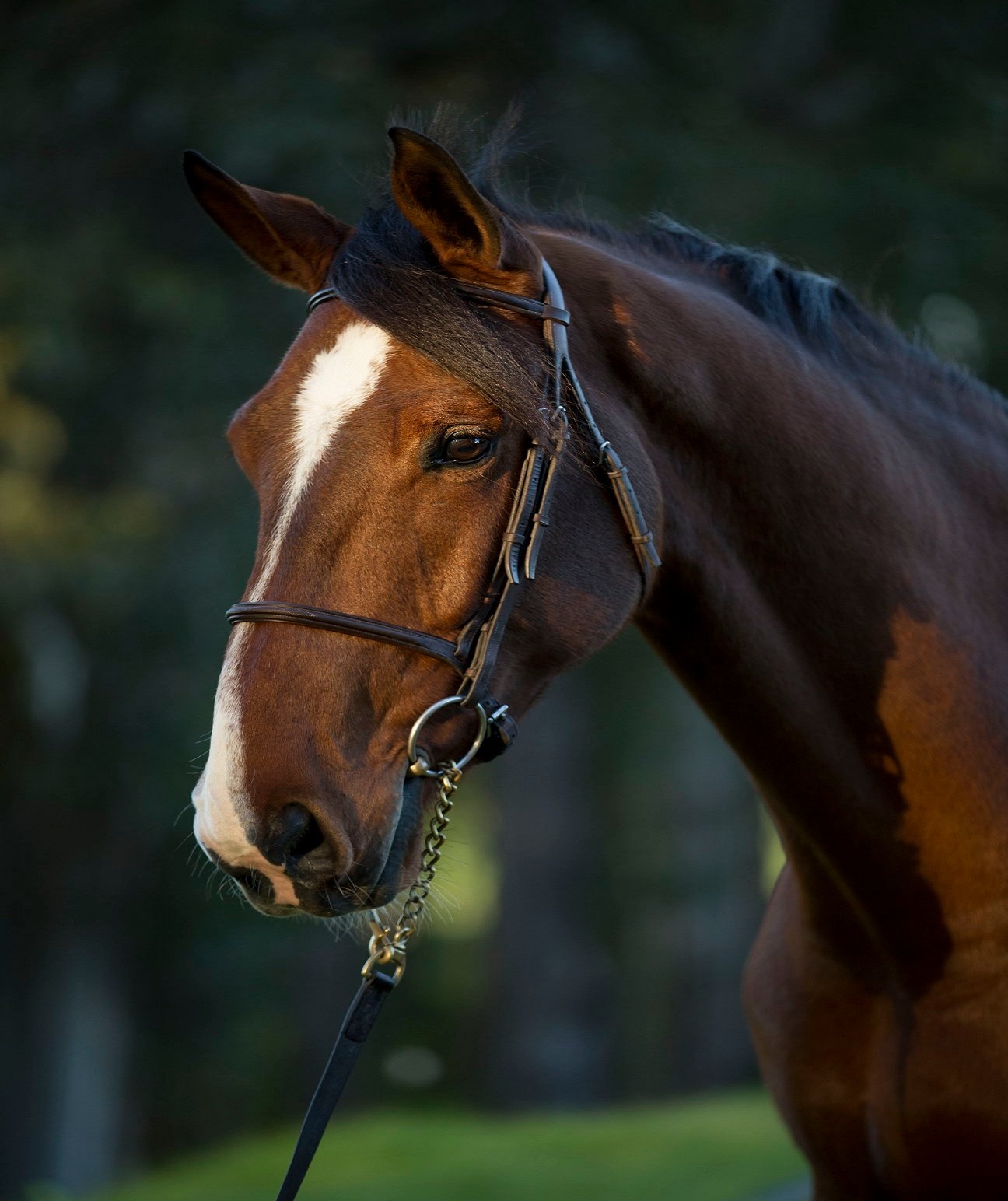 best hunter breeds in California