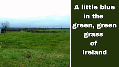 A little blue in the green, green grass of Ireland: Life in Ireland as an adult is is an acquired taste and I haven't acquired it!