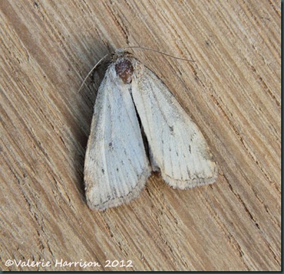 small-dotted-buff