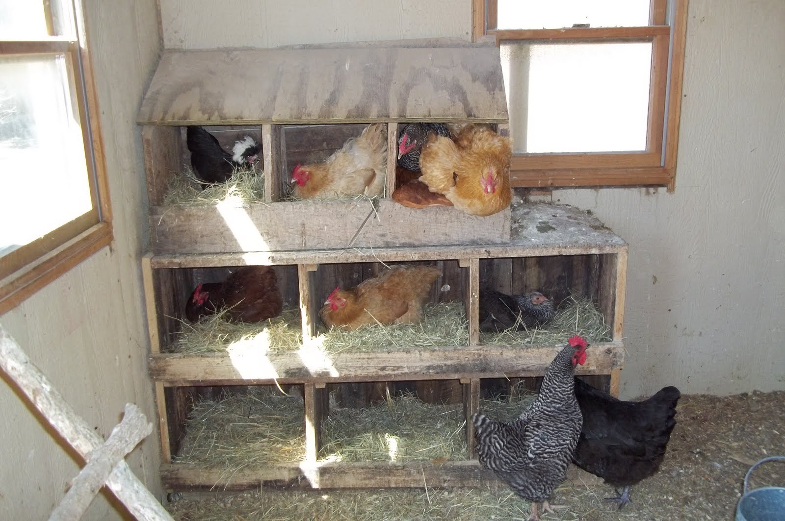 See these nice nesting boxes our hens have? Spacious and full of clean 