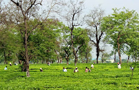 Workers plucking tea in a tea garden
