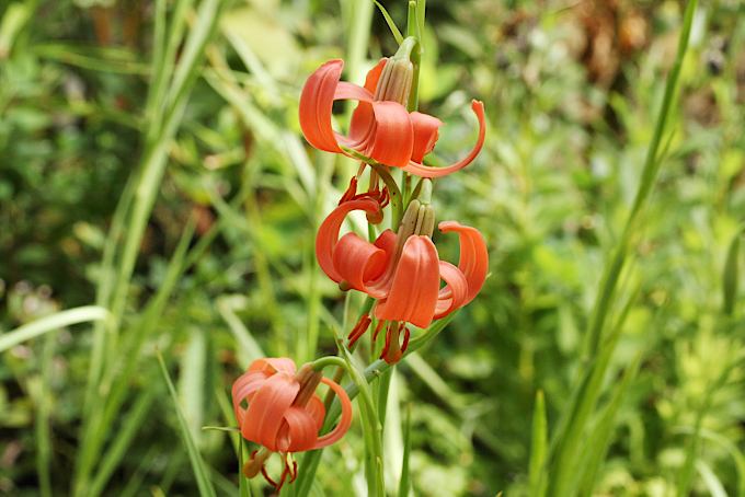 Лилия мозолистая (Lilium callosum)