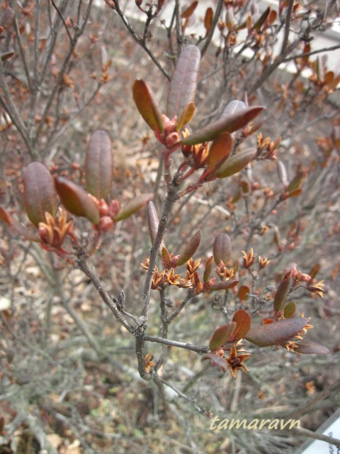 Рододендрон остроконечный (Rhododendron mucronulatum)