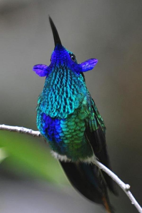 The Violet Sabrewing