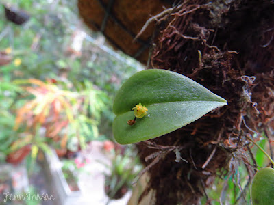 Pleurothallis phyllocardioides - Heart-Shaped Leaf Bonnet orchid care and culture