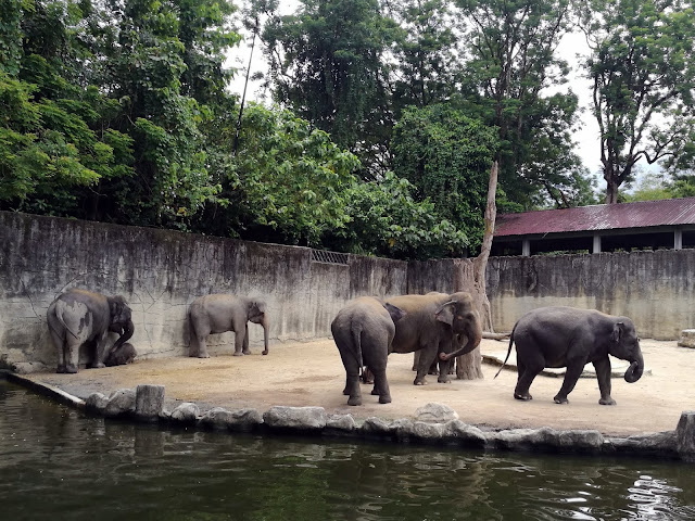 mbb zoo taiping night safari perak malaysia animals