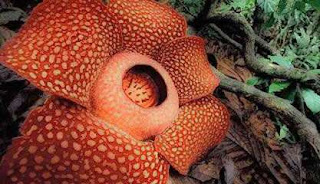  non exclusively cultural simply besides flora as well as animal Rafflesia Arnoldi Flower inwards Bengkulu