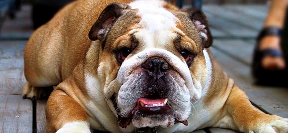 Bulldog