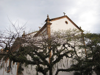 Mossy tree in front of church in Paraty.