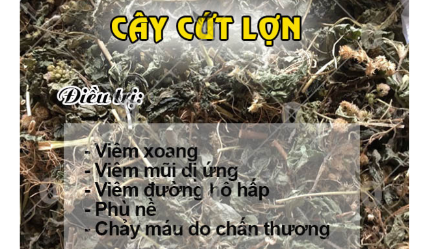 hướng dẫn cách dùng cây hoa cứt lợn