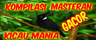 Download Kompilasi Kicau Mania Mp3 Gratis