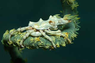 Amazing Underwater Photography Giambattista Isabella