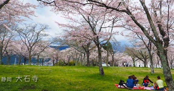 静岡 大石寺の桜はウワサ通りすごかった ひとり旅が好きな女のブログ