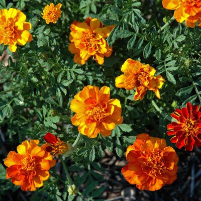 marigolds are ones of the queens of orange flowers