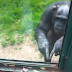 Συγκινεί χιμπατζής που ζητά από επισκέπτες να τον ελευθερώσουν (Βίντεο)