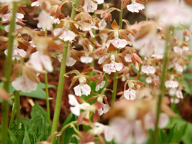 Calanthe discolor